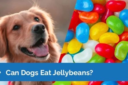Can Dogs Eat Jelly Beans? Understanding the Dangers and Risks