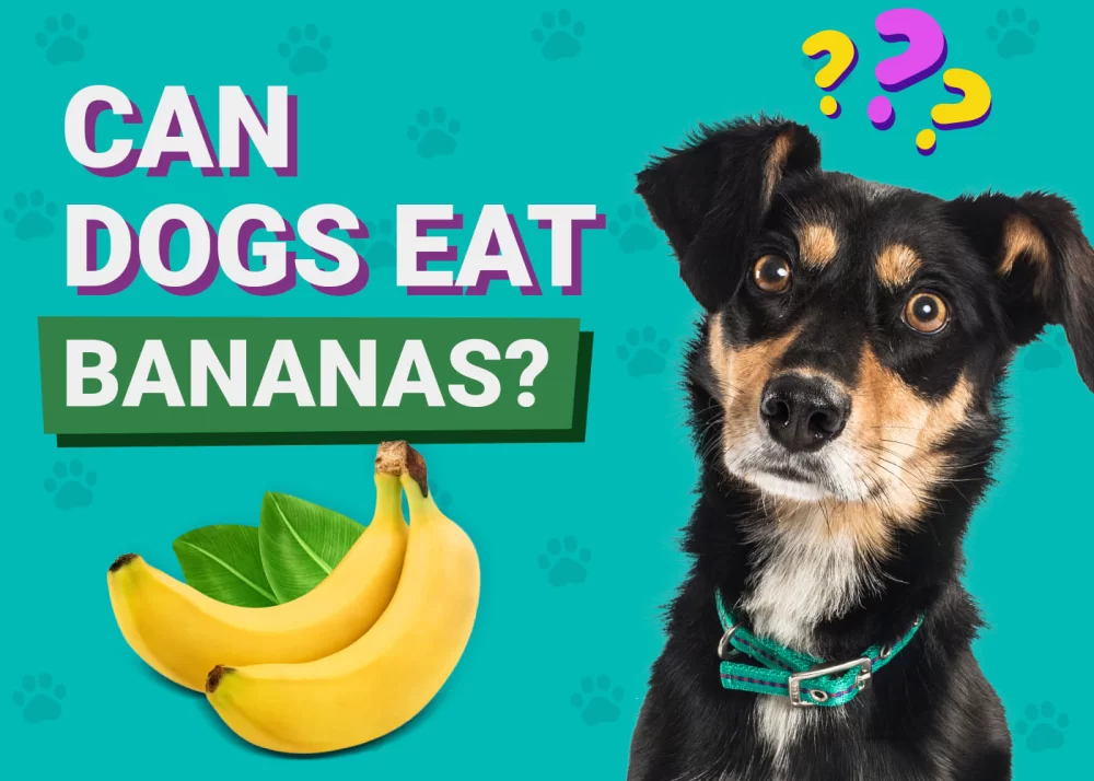 Can Dogs Eat Bananas? Benefits, Risks, and How to Serve Them