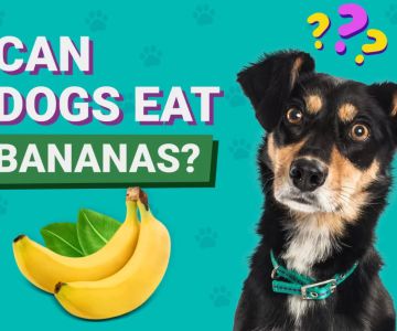 Can Dogs Eat Bananas? Benefits, Risks, and How to Serve Them