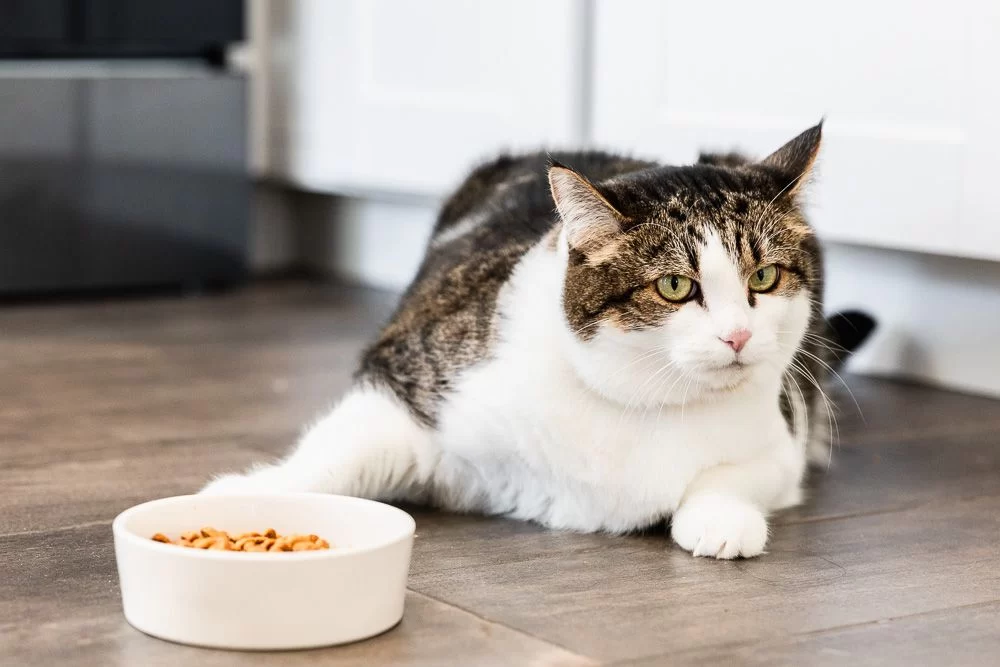 Why Is My Cat Not Eating or Drinking for Days? What to Do