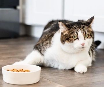Why Is My Cat Not Eating or Drinking for Days? What to Do