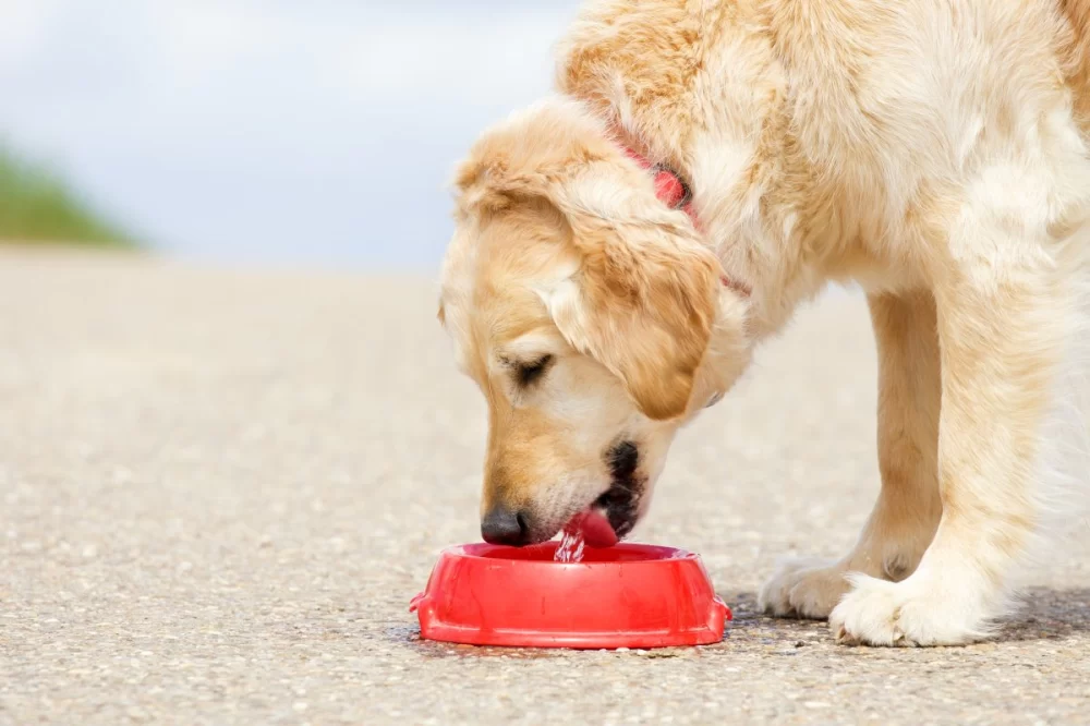 Why Is My Dog Drinking Water But Not Eating Food? Causes and Solutions