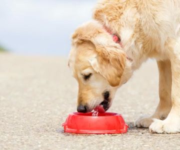 Why Is My Dog Drinking Water But Not Eating Food? Causes and Solutions