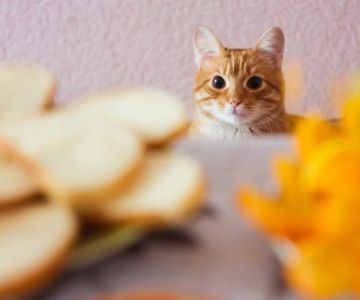 Can Cats Eat Bread Crusts? What You Need to Know About Feeding Cats Bread