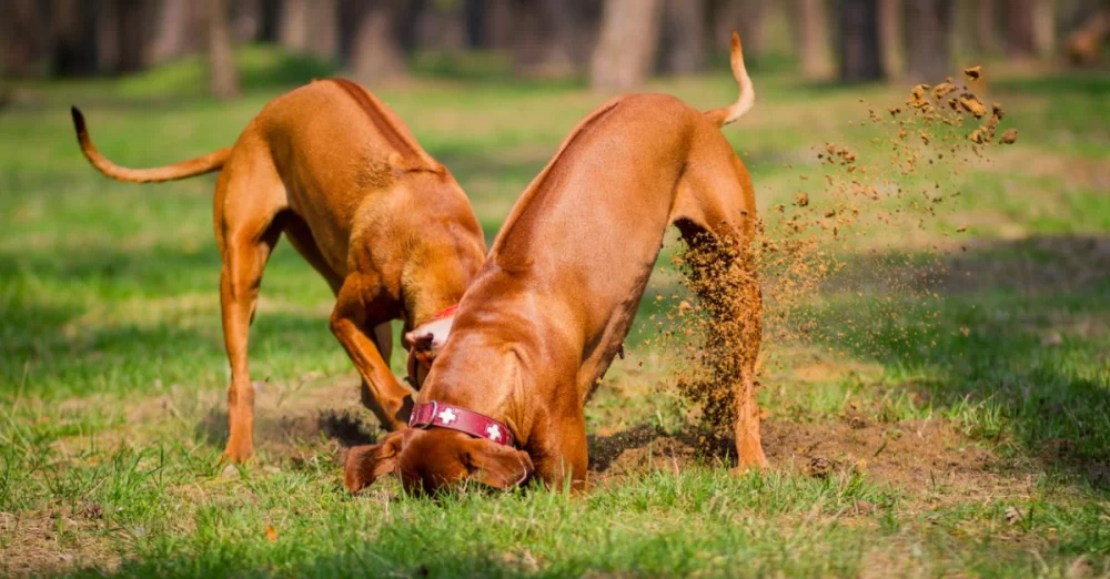 Training a Dog to Stop Digging in the Garden: Tips and Techniques