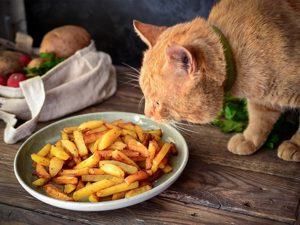 Can Cats Eat Sweet Potato Fries? Understanding the Risks and Benefits
