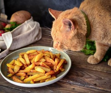 Can Cats Eat Sweet Potato Fries? Understanding the Risks and Benefits