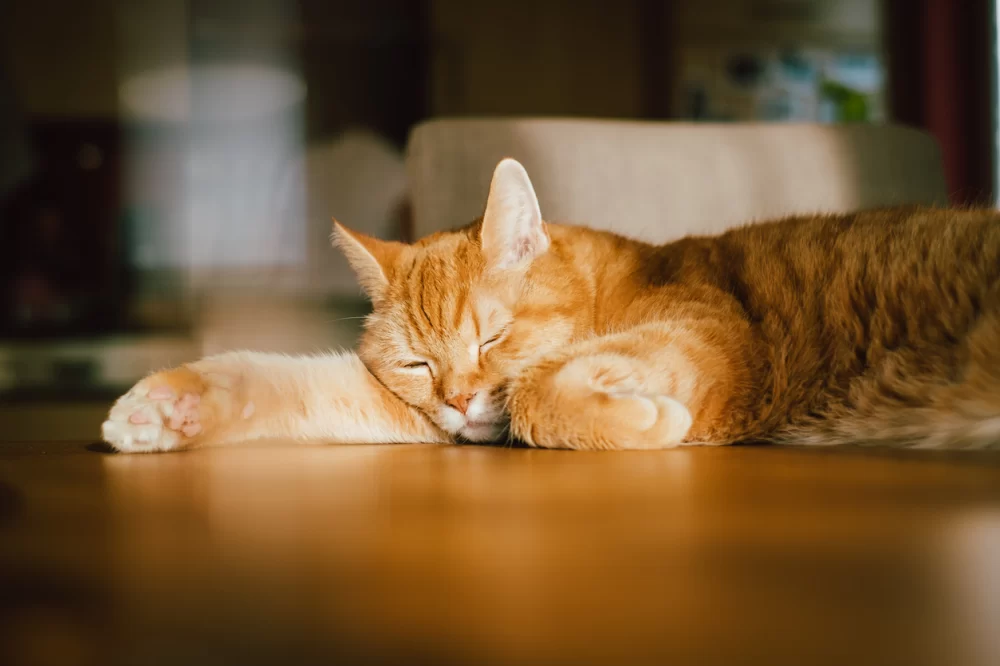 Understanding Cat Excessive Thirst and Lack of Energy: What It Means for Your Pet's Health