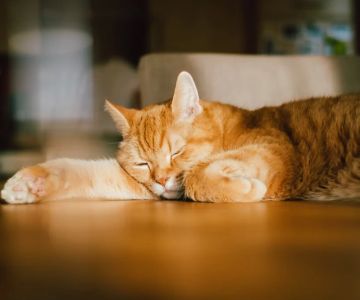Understanding Cat Excessive Thirst and Lack of Energy: What It Means for Your Pet's Health