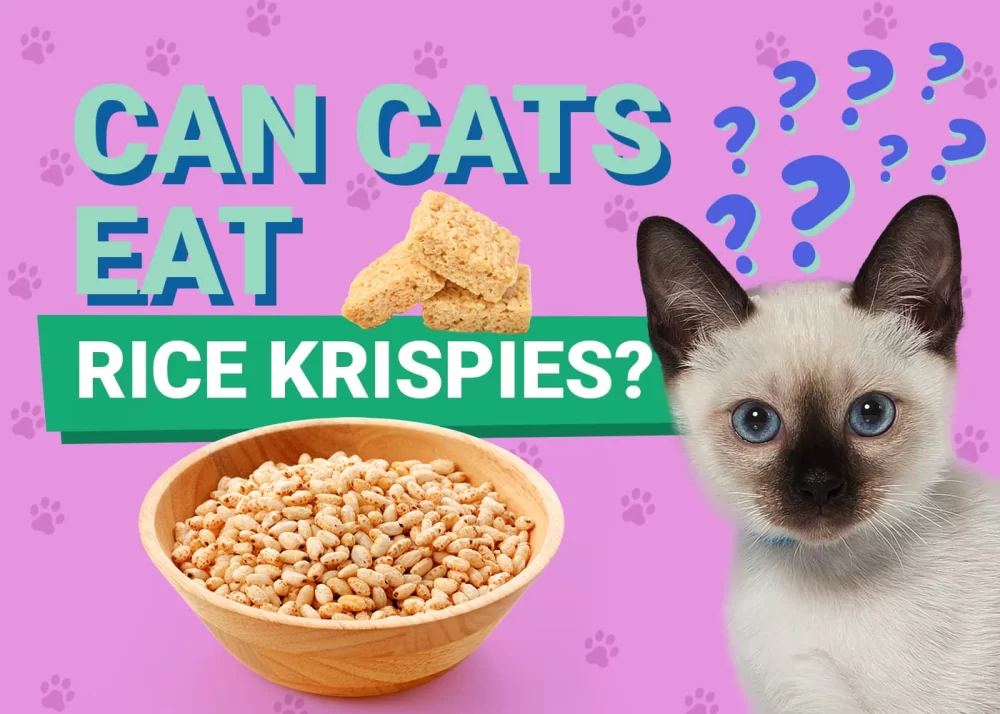 Can Cats Eat Cereal? Exploring the Safety and Benefits of Cereal for Cats