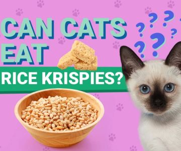 Can Cats Eat Cereal? Exploring the Safety and Benefits of Cereal for Cats