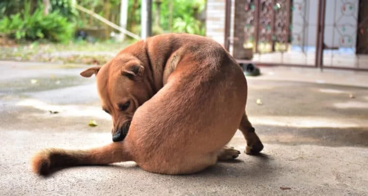 Why is My Dog Not Wagging Its Tail Like Usual? Understanding the Causes and Solutions