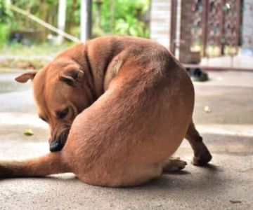 Why is My Dog Not Wagging Its Tail Like Usual? Understanding the Causes and Solutions