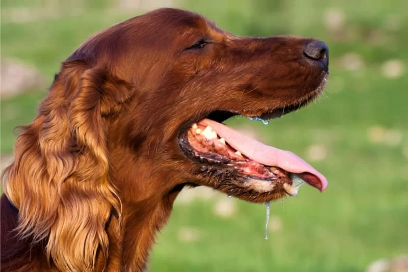 Why Does My Dog Drool Excessively? Common Causes and Solutions