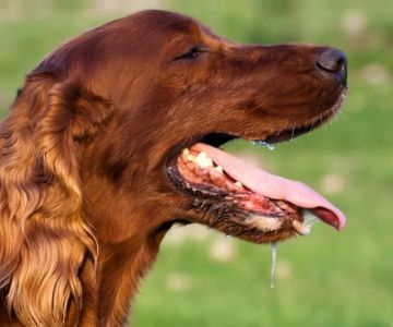 Why Does My Dog Drool Excessively? Common Causes and Solutions