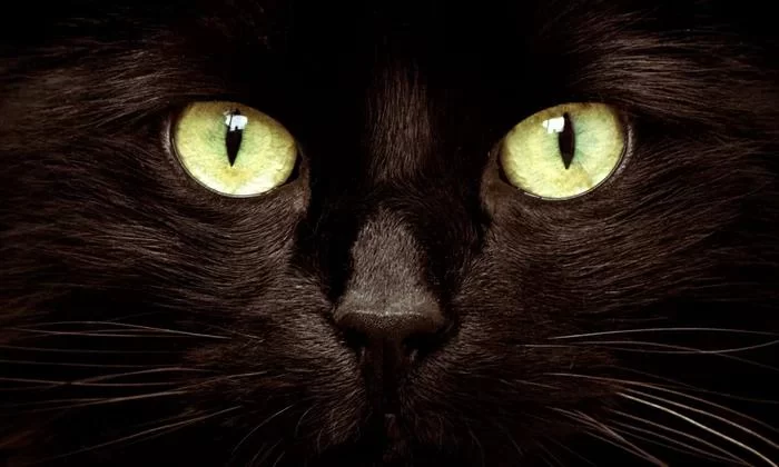 How to Help Cats with Anxiety Around Other Animals: Practical Solutions