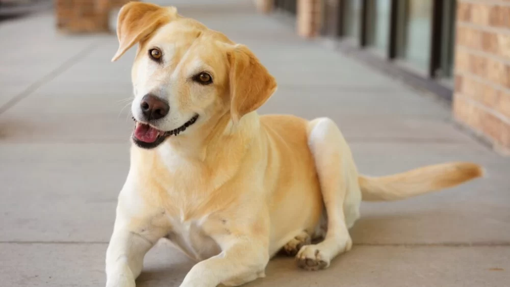 Why Your Dog Wags Its Tail But Isn’t Happy – Understanding Canine Body Language