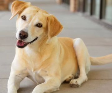 Why Your Dog Wags Its Tail But Isn’t Happy – Understanding Canine Body Language