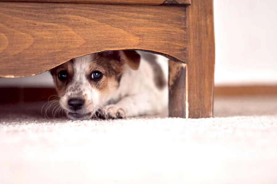 How to Prevent Anxiety in Pets During Fireworks Displays