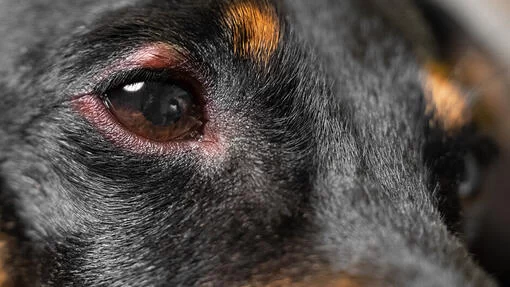 Why is My Dog Scratching Its Eyes and Face Frequently? Understanding Causes and Solutions