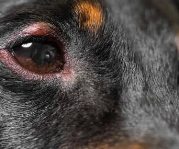 Why is My Dog Scratching Its Eyes and Face Frequently? Understanding Causes and Solutions