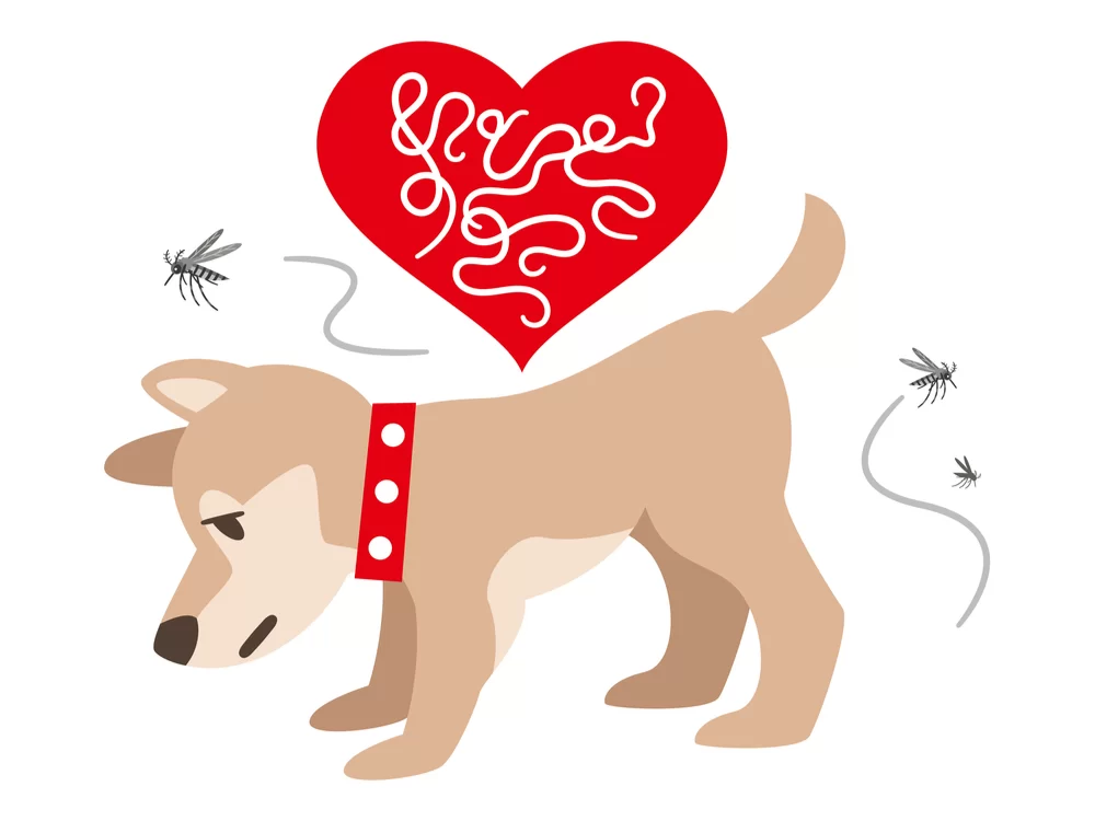 Can Heartworm Medication Cause Side Effects in Pets?