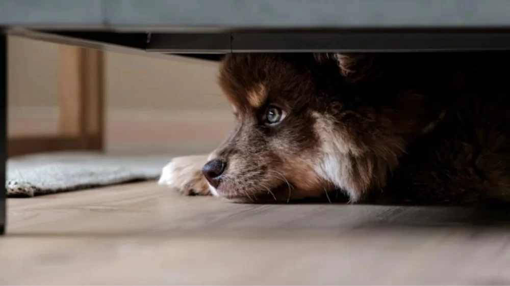 Why Does My Dog Shake and Hide Under the Bed? Understanding the Causes and What to Do