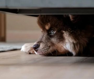 Why Does My Dog Shake and Hide Under the Bed? Understanding the Causes and What to Do