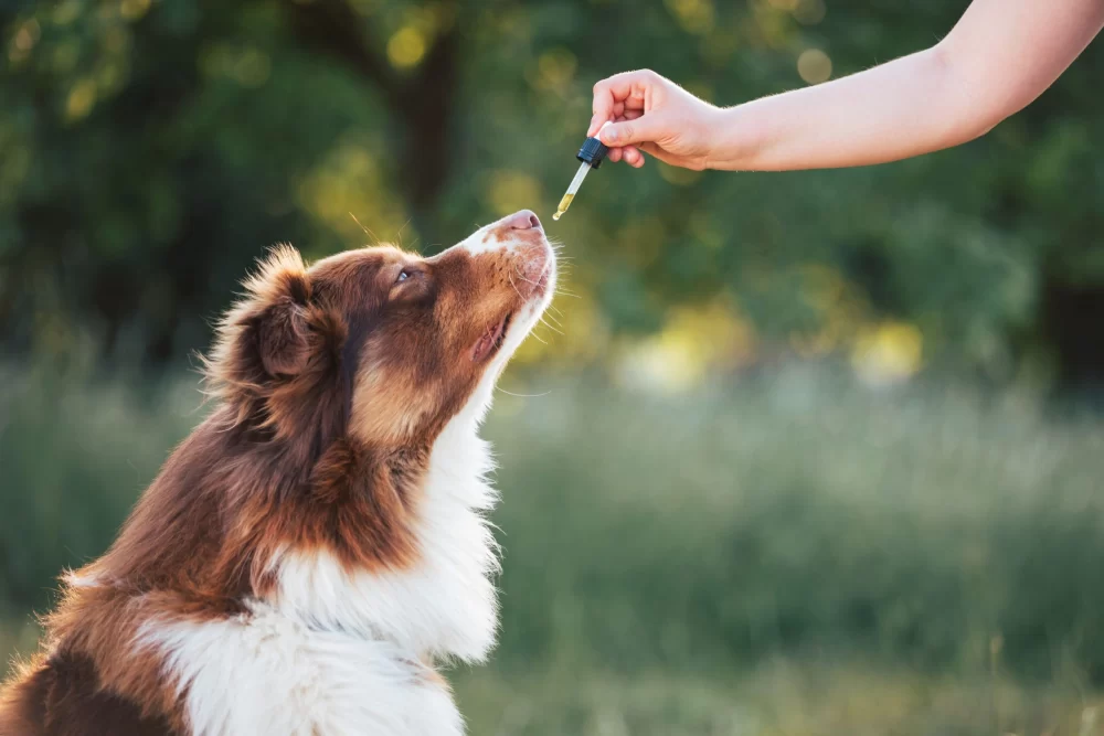Effective Home Remedies for Anxiety in Pets: Natural Solutions
