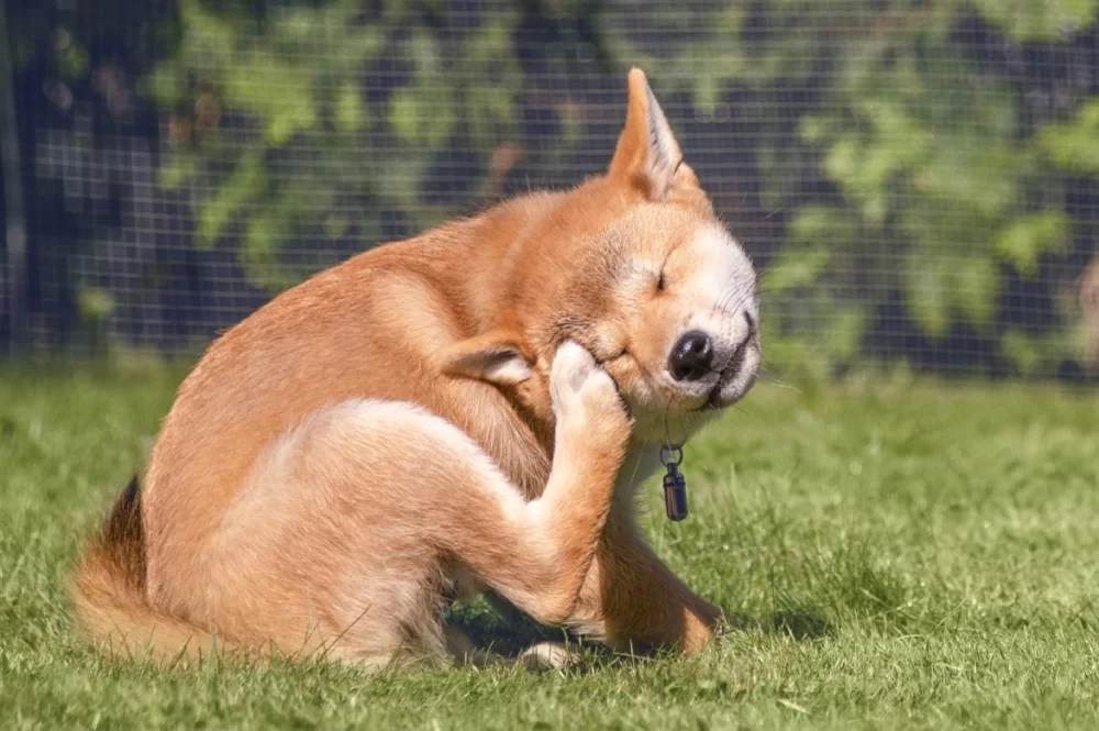 Allergies in Dogs: Symptoms, Causes, and Treatment – Expert Guide