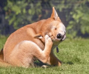 Allergies in Dogs: Symptoms, Causes, and Treatment – Expert Guide