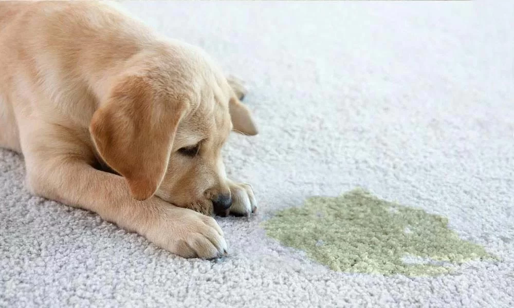 How To Get Dog Pee Out of Carpet, Floors, and Couches – Easy and Effective Solutions