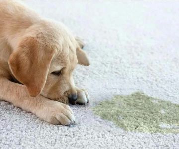 How To Get Dog Pee Out of Carpet, Floors, and Couches – Easy and Effective Solutions