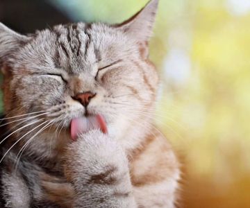 Understanding Why Cats Lick Their Bodies Excessively and How to Address It