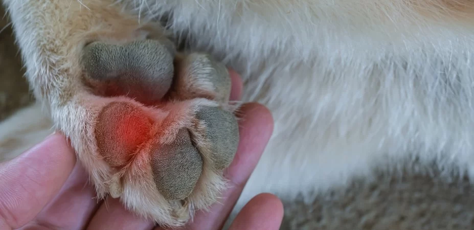 Why Does My Dog Lick Its Paws Excessively? Causes and Solutions Explained