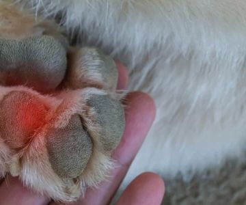 Why Does My Dog Lick Its Paws Excessively? Causes and Solutions Explained