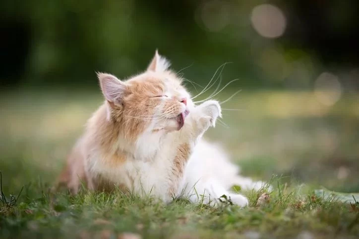 Why Does My Cat Lick Its Paws Excessively After Walks? Understanding and Solving the Problem
