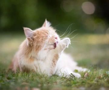 Why Does My Cat Lick Its Paws Excessively After Walks? Understanding and Solving the Problem