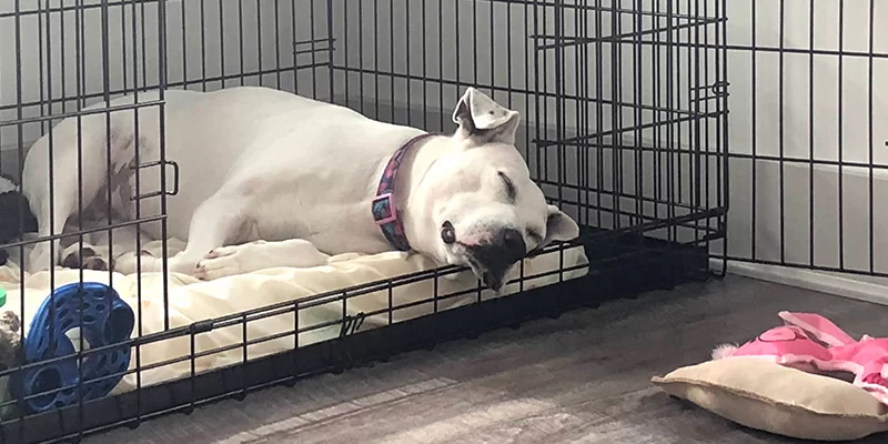 Why My Dog No Longer Sleeps in the Crate and How to Solve It
