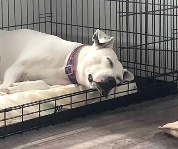 Why My Dog No Longer Sleeps in the Crate and How to Solve It