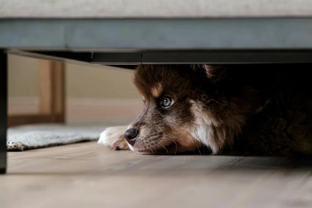 Why is My Dog Limping and Hiding Under Furniture? A Deep Dive into Dog Behavior and Health