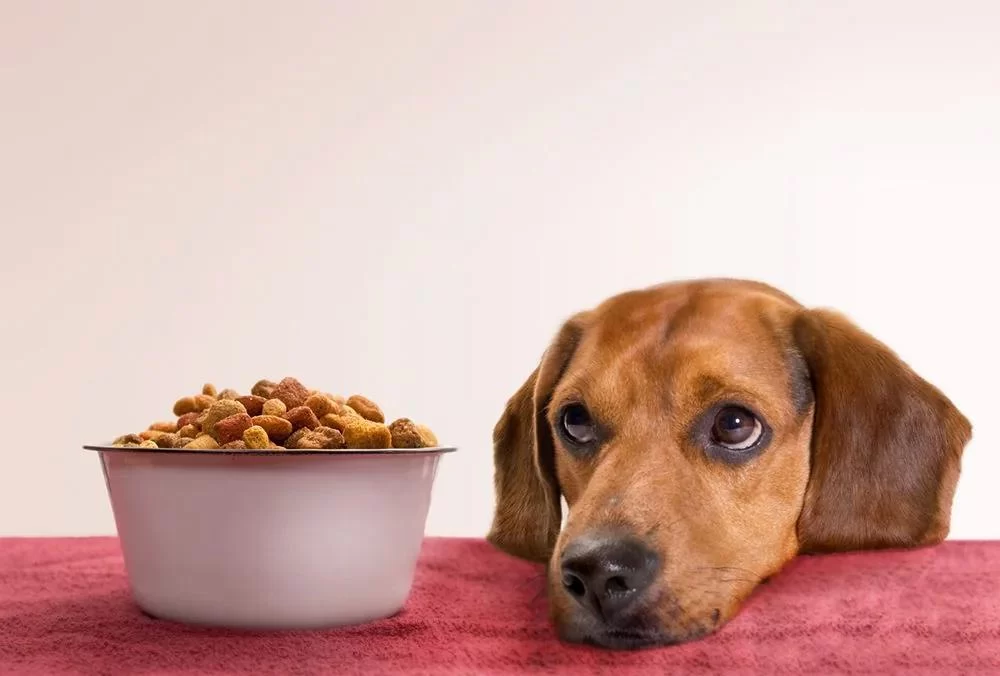 Dog Loss of Appetite and Weight Loss: What You Need to Know