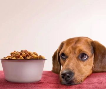 Dog Loss of Appetite and Weight Loss: What You Need to Know
