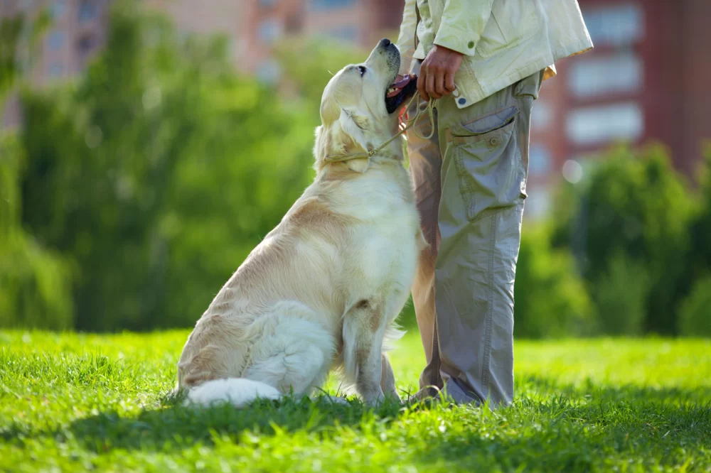 How to Train Your Dog to Walk Beside You – Effective Tips and Techniques