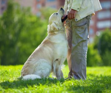 How to Train Your Dog to Walk Beside You – Effective Tips and Techniques