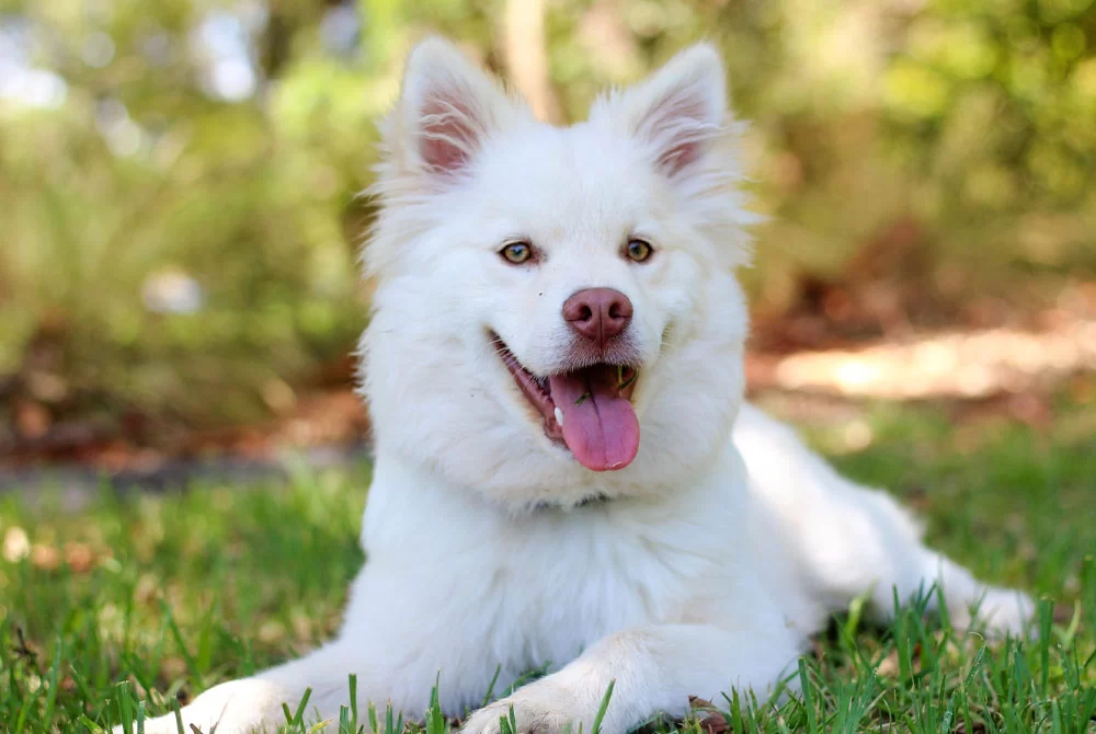 How to Prevent Dog Heartworm: Essential Tips for Dog Owners