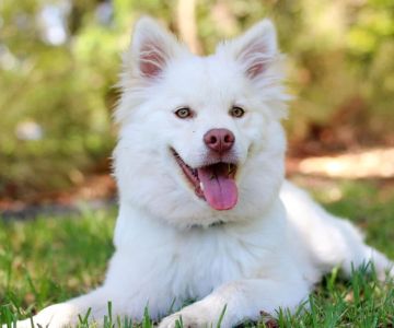 How to Prevent Dog Heartworm: Essential Tips for Dog Owners
