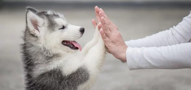 How To Stop a Puppy From Biting – Effective Training Tips for Your Pup