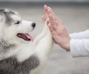 How To Stop a Puppy From Biting – Effective Training Tips for Your Pup