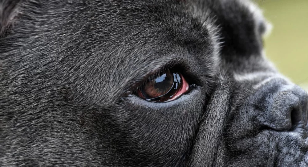Understanding Dog Excessive Eye Discharge and Red Eyes: Causes and Solutions